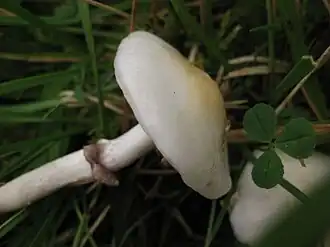 Witglanzende stropharia