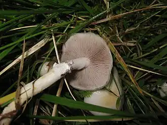 Witglanzende stropharia