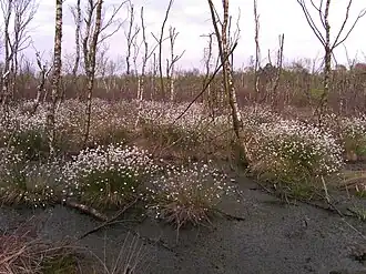 Eenarig wollegras in het Vragenderveen