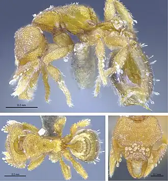 Strumigenys formosa