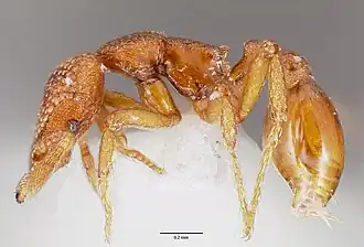 Strumigenys alperti