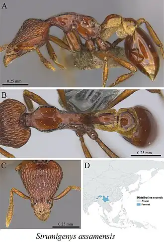 Strumigenys assamensis