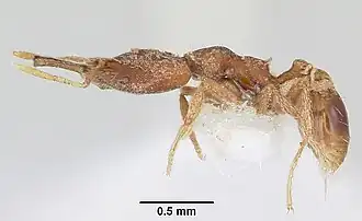 Strumigenys babelina