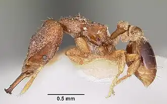 Strumigenys baladria