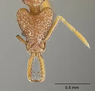 Strumigenys biolleyi