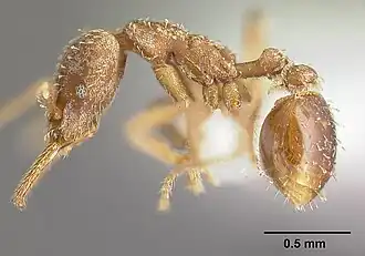 Strumigenys borgmeieri