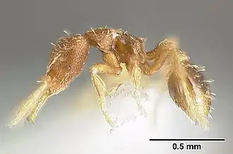 Strumigenys calamita