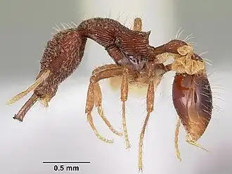 Strumigenys caniophanes