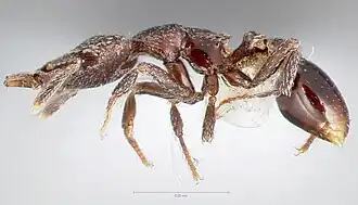 Strumigenys carolinae