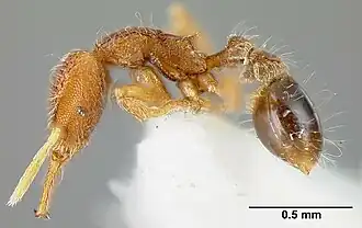 Strumigenys cosmostela