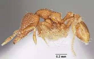 Strumigenys dantalion