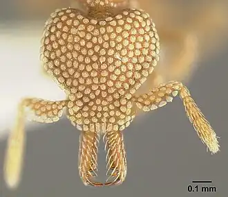 Strumigenys deltisquama