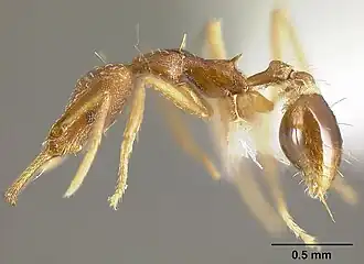 Strumigenys diaptyxis