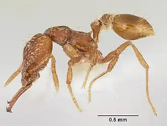 Strumigenys diasphax