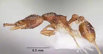 Strumigenys disturba