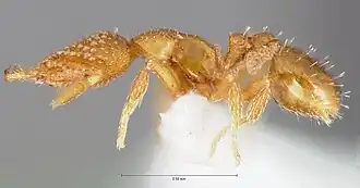 Strumigenys dolabra
