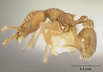 Strumigenys dubitata