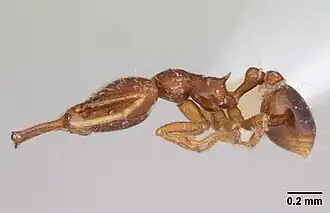 Strumigenys elongata