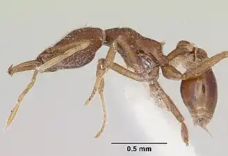 Strumigenys exilirhina