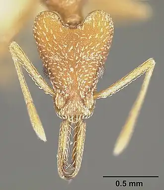 Strumigenys fairchildi