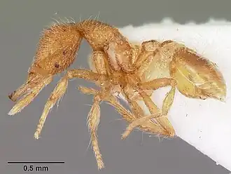 Strumigenys habropilosa