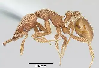 Strumigenys horvathi