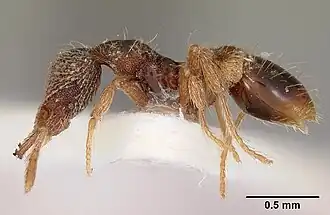 Strumigenys hypoturba