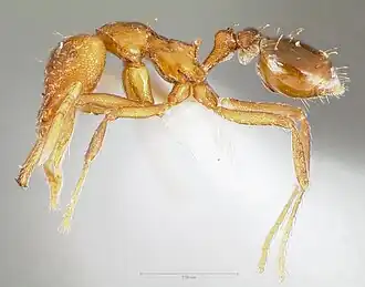Strumigenys inatos