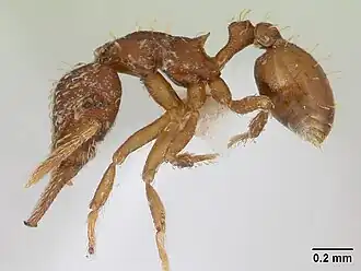 Strumigenys infidelis