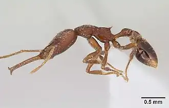 Strumigenys interfectiva