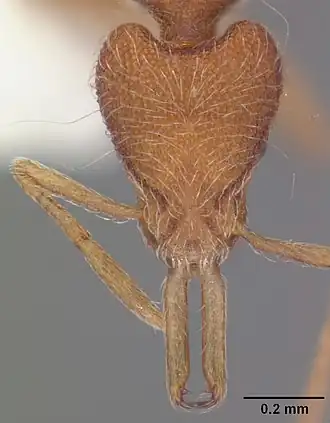 Strumigenys lanuginosa