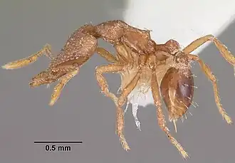 Strumigenys liophila