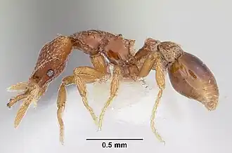 Strumigenys loricata