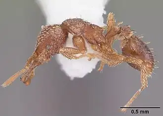 Strumigenys louisianae