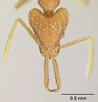 Strumigenys ludia