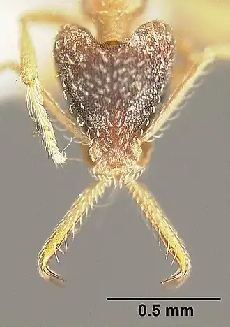 Strumigenys marginiventris