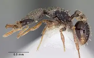 Strumigenys micrura