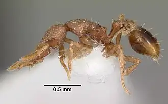 Strumigenys morphica