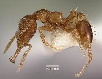 Strumigenys murshila