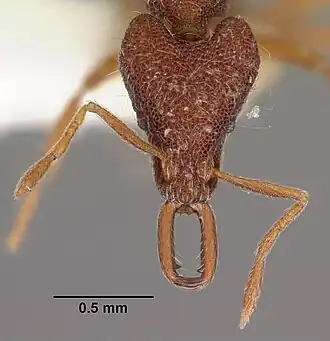 Strumigenys natynion