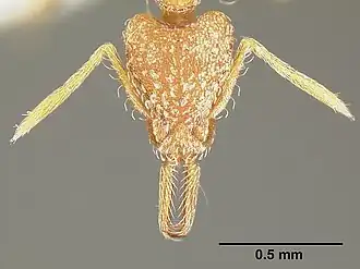 Strumigenys nevermanni