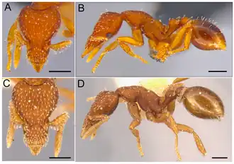 Strumigenys orchibia