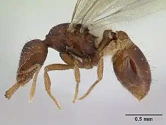 Strumigenys perplexa