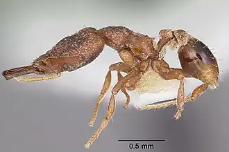 Strumigenys perturba