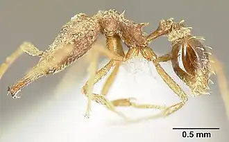 Strumigenys platyscapa