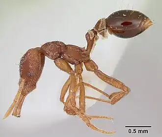 Strumigenys prospiciens