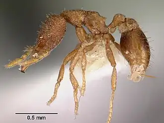 Strumigenys quattuor