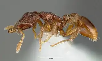 Strumigenys rabesoni