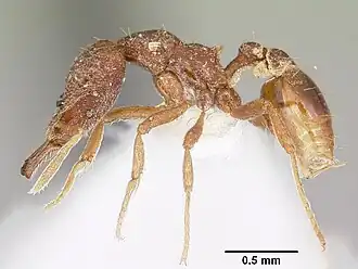 Strumigenys sardella