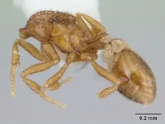 Strumigenys schmalzi